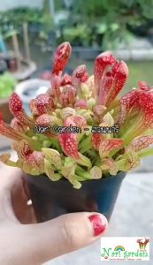 (ไม้กอพุ่ม-ส่งทั้งกระถาง 4 นิ้ว) ต้นซาราซิเนีย พันธุ์ สกาเล็ตเบล (Sarracenia x Scaret belle) ไม้กินแมลง ใบกระเปราะสวย ไม้ประดับแต่งสวย ชอบน้ำ+แดด เลี้ยงง่าย