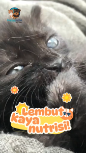 SUPER CAT TUNA SPECIAL 85 GR - MAKANAN ANAK KUCING - WET FOOD FOR KITTEN