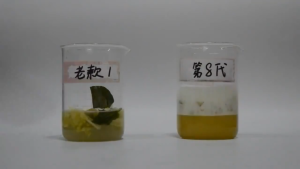 [SG SELLER] 5PCS/10PCS Packaging Strong Pipe Dredge Agent Kitchen Sink Quick Dredging Toilet Sewer Odor Removal Dredging Powder