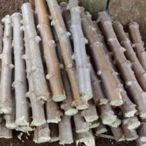 Bibit stek singkong kuning 10 biji panjang 30 cm pohong keju buat tape kripik tenggeng ubi kayu