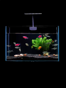 Crystal Clear Glass Fish Tank 6MM Glass Aquarium CC Tank Aquascape Tank Aquascape Premium Aquarium