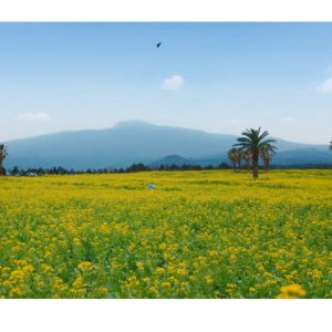 [Jeju] Samdasoo (Korean Mineral Water) 2Lx1Btl /제주 삼다수 2Lx1병