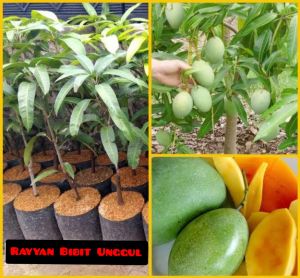 Bibit mangga lalijiwo mangga lalijiwa mangga manalagi okulasi mangga lali jiwa mangga lali jiwo