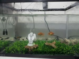 Hiasan Gelembung Udara Aerator Aquarium Model Malaikat Angel Size Kecil Besar Small Large Berkualitas COD | Malekat | Malaekat