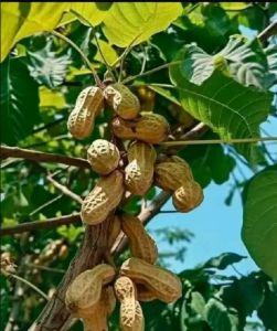 Selamat Datang Ditoko Kami Bibit Kacang Pohon 🌱 Hasil Dari Okulasi Dijamin Lebih Cepat Berbuah Dan Bisa Ditanam & Di Dipot Buat Hiasan Rumah Anda Silakan Dicekout Pemesanan Bisa COD Bayar Ditrmpat