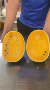 (Gói 20gr) Hạt Giống F1 Dưa Hấu Hắc Kim Long NV 288 NAM VIỆT- Kháng bệnh dạng oval màu vàng cam