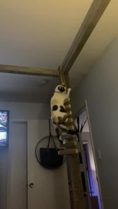 Cat Climbing Frame Bridge Cat Ladder Sisal Rope Wooden Cat Tree Tower Use for Cage Climber Scratching Post Pet Furniture Toys