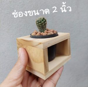 บล็อคไม้ ช่องขนาด 2" กล่องใส่กระถางต้นไม้  กล่องไม้สน  ชั้นวางต้นไม้ กล่องวางแคคตัส กล่องวางแก้วช๊อต เคลือบแลคเกอร์แล้ว
