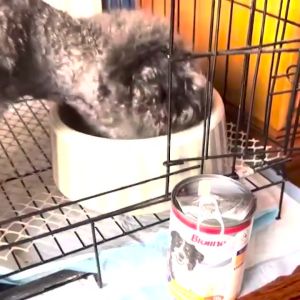 BIOLINE Canned Dog Wet Food for Daily Consumption 375G Natural Organic Dog Food