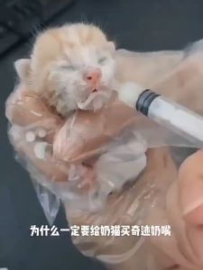 Cat Baby Feeding Bottle & Pet Baby Puppy Feeding Device: A Comprehensive Guide