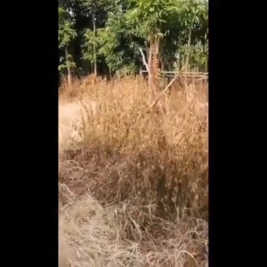 ใช้1ครั้ง50ปีไม่มีวัชพืช ยาฆ่าหญ้า กำจัดวัชพืชได้ทุกประเภท ไดัผล 1000% ผงกำจัดวัชพืช ทำให้รากหญ้าเน่าเปื่อย หญ้าร้ายตายไม่เหลือ ถั่วลิสงน้ำ ฮิวมูลัส หญ้าเอ็นวัว มุง ฯลฯ ยาฆ่าหญ้าในนา ผงฆ่าหญ้า ยาฆ่าหญ้าแบบผง ยากำจัดวัชพืช ยากำจัดวัชชพืช ยาฆ่า หญ้า