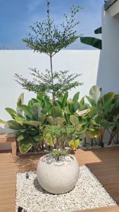 Bibit Bunga Ketapang Kencana Tinggi 1 Meter