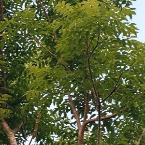 Libas Fresh Dahon 60 Pcs Vegetable Leaves Outdoor Garden Plant