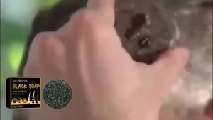 Jaysuing Sabun Rambut Hitam Penjagaan Rambut Hitam Padat Membersihkan Kulit Kepala Sabun Syampu Rambut Kuat Licin