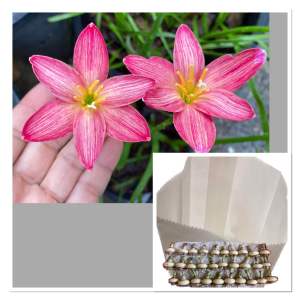 015.หัวดอกบัวดิน Wagyu วากิว หัวละ 50 บาท