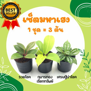 💥 เซ็ตมหาเฮง 1 ชุด = 3 ต้น ต้นกุมารทอง เศรษฐีรวยทรัพย์ ต้นเศรษฐีนำโชค ไม้มงคลเศรษฐี ต้นไม้มงคลสวยๆ ไม้มงคลโชคลาภ ไม้มงคลจิ๋ว