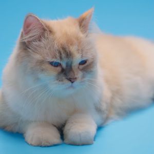 Purreetty Cat Litter - Lemon Scent