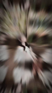 Set tiểu thư công chúa dự tiệc set trắng bánh bèo Hàn Quốc form rộng Voan Tơ Ánh Kim áo trễ vai tay dài mix váy ngắn phối Ren