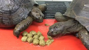 Thức ăn T balance cactus túi 1kg 🐶 FREE SHIP 🐶 Nén xương rồng dành cho rùa cạn