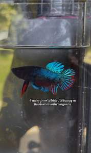 ปลาหม้อเทศ 3 ตัว 1000  คมมาก พุงขี้ หน้าซอก ปาก คัดผ่านบ่อน