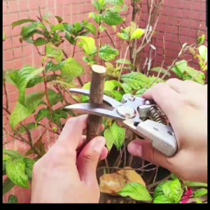 【Pocainoe】CODกรรไกรตัดกิ่งไม้ กรรไกรตัดกิ่ง กรรไกรทำสวน กันไกรตัดกิ่งไม้ 8 นิ้ว ดอกไม้ เครื่องมือจัดทำสวน Pruning Shears