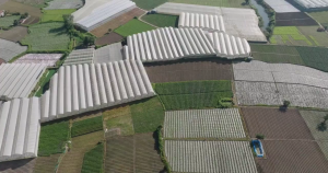 Ampalaya Bitter Melon Tea by Leaf Lea Caffeine Free & Non-GMO Detox Herbal Drink