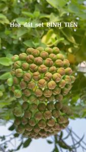 NỤ ĐÀO ĐẤT SÉT (1 BÓ 50 CÁI)