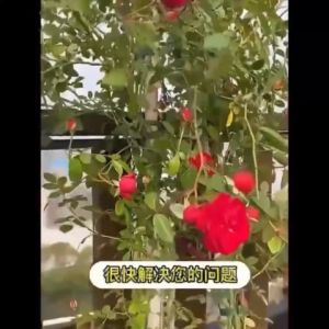 植物防虫片 200 biji Ubat has Serangga Tumbuhan 40g pasu bunga 200片园艺防虫片 糖化硼肥片Gardening Insect Resistant Tablets