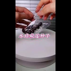 【HOT SALE】50pcs New bowl lotus  Benih lotus mangkuk/Buy one get one new product bowl lotus seeds hydroponic pott