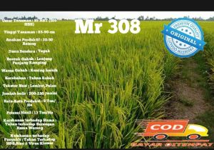 Benih padi Unggul Mr308 terlaris