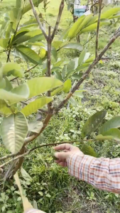 VICSTS ถุงห่อผลไม้ กระดาษห่อฝรั่ง 100 แผ่น ถุงห่อฝรั่ง ถุงห่อมะม่วง คาร์บอนขนาด เหนียว กันเเดด กันฝน กันแมลงและนก แข็งแรงทนทาน ได้เป็นอย่างดี