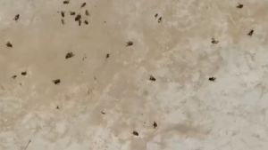 Fly powder spray fly killer odorless non-toxic long-term effective domestic pig farm cattle farm special fly medicine