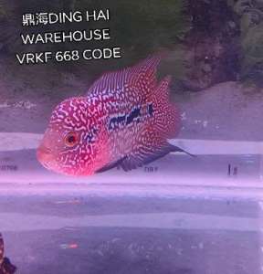 NEW 3.5~4 inch VIP HIGH QUALITY F2 Red kamfa Big Boom Head Flower Horn Nice Fish Full Body Pearl Big Kok Colour Red Limited Stock Aquarium Fish Decorations
