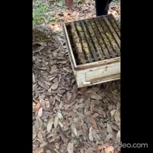 <PROMO> Pure Honey / Honey Original / Madu Ori / Madu Asli / Honey Comb / Zero Added Sugar / Authentic/ Halal / KKM - 600g