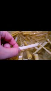 【诚啃】泡椒笋片笋尖 美味可口 休闲小吃零食 Pickled Bamboo Shoots 30g