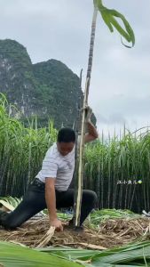 Dao Bào Mía Dao Gọt Vỏ Thơm Dứa 2 Lưỡi Bằng Thép Carbon Cực Sắc Tay Cầm Gỗ Chắc Chắn Dài 26cm