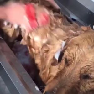 PET DIARY Pijat Sikat Karet Kucing Sikat Mandi Hewan Anjing Aksesoris Grooming Hewan Peliharaan