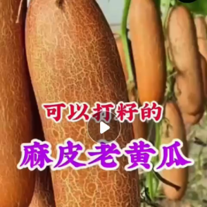 Benih Timun Tua/Benih Timun Darat Matang(15 Seeds)/老黄瓜籽/Old Cucumber Seeds/Mature Cucumber Seeds