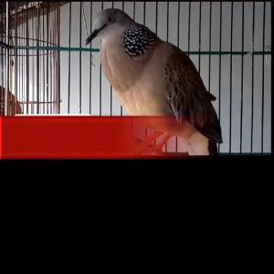 PAKAN BURUNG AMPUH LANGGAM PILBURUNG TEKUKUR/DERKUKU HITUNGAN DETIK LANGSUNG EMOSI ANDALAS