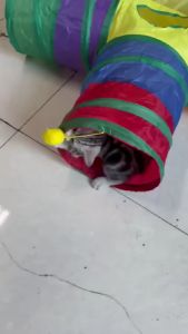 Mainan Kucing " CAT TUNNEL 3 TEROWONGAN KUCING PORTABLE " Mainan Bola Interaktif Kekinian