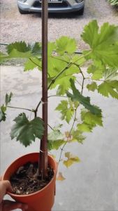 NO COD Anak Pokok Anggur Shine Muscat