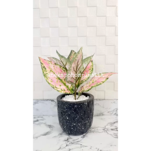 Pohon Artificial Pohon Daun Aglonema Lipstik Variasi Pink & Hijau Pot Terracota Motif Hujan Hitam Hiasan Ruang Tamu Aesthetic