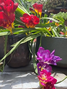 Bộ 3 củ giống hoa lan nam phi mix màu - FlowerSeeds