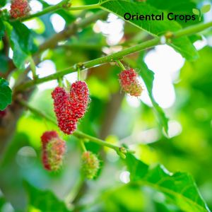 mulberry fruit stem cutting for planting or fresh leaves