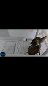 Turtle Resting TerraceAquarium Tortoise Basking Platform hook versions customize