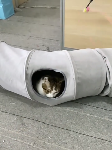 Double-Layer Suede Cat Tunnel All-Season Foldable Pet Tent with Hanging Toys Interactive Play Tube & Warm Hideaway for Kittens