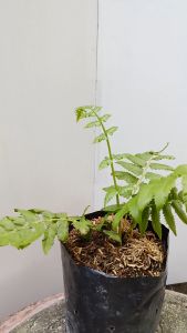 ผักกูด ส่งพร้อมถุงเพาะ 5.5นิ้ว ต้นผักกูด รากงอกแล้ว