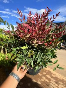 cây nam thiên trúc hàng đẹp ngật luôn