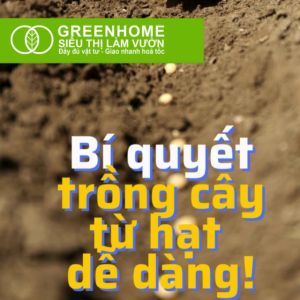 Hạt Giống Họ Đậu Greenhome Nhiều Loại Dễ Trồng Trồng Quanh Năm Năng Suất Cao