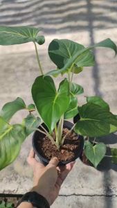 เสน่ห์จันทน์ขาว เสน่ห์จันทร์ขาว Homalomena Rubescens